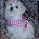 Michelle Laine Photo 2