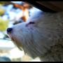 Liem Tran Photo 16