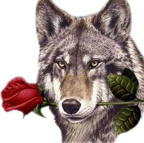 Carlos Wolf Photo 23