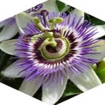 Constance Barber Photo 16