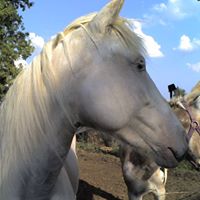 Terrie Davis Photo 6