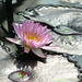 Margaret Edwards Photo 25