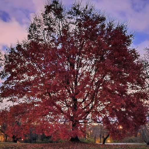 Richard Colley Photo 10