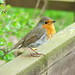 Robin Mead Photo 13