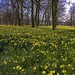 Hope Field Photo 8