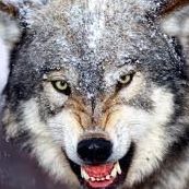 George Wolf Photo 15
