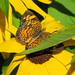 Susan Howell Photo 16