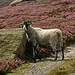 Heather Lords Photo 6