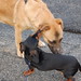 Darwin Friend Photo 9