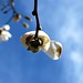 Aimee Bloom Photo 12