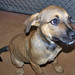 Goldie Foster Photo 9
