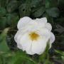 Laurie Mitchell Photo 29
