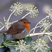 Robin Merchant Photo 6