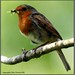 Robin Davies Photo 3