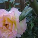 Norman Bloom Photo 19