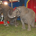 Nancy Farber Photo 35