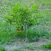 Peggy Bush Photo 14