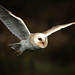 Ray Barlow Photo 33