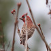 Sandy Finch Photo 18