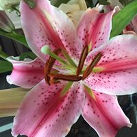 Cathy Robison Photo 21