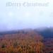 Misty Welsh Photo 14