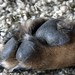 Debbie Shepherd Photo 37