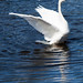 Andrew Swan Photo 16