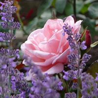 Nancy Wilber Photo 21
