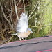 William Chaffinch Photo 8
