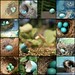 Robin Blue Photo 4