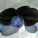 Timothy Black Photo 26