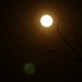 Denise Moon Photo 10