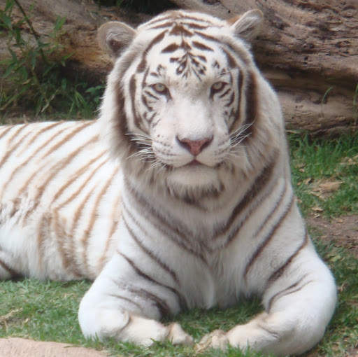 Fabrizio Galindo Photo 1