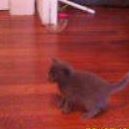 Rhonda Devine Photo 16