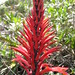 Flora Avila Photo 7