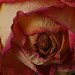 Suzanne Rose Photo 43