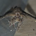 David Pine Photo 31
