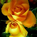 Cynthia Rose Photo 12