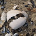 Christine Shell Photo 14