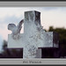 John Sheil Photo 42