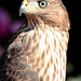 James Hawks Photo 21