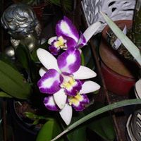 Patricia Wray Photo 11