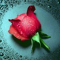 Dhaval Parikh Photo 17
