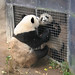Sheng Lin Photo 30