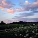 Katrina Meadows Photo 4