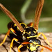 Robert Tinkle Photo 6