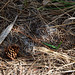 Heather Cone Photo 18
