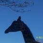 Kelly Vickers Photo 30