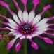 Shelia Martin Photo 37