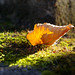 Robert Blatt Photo 33